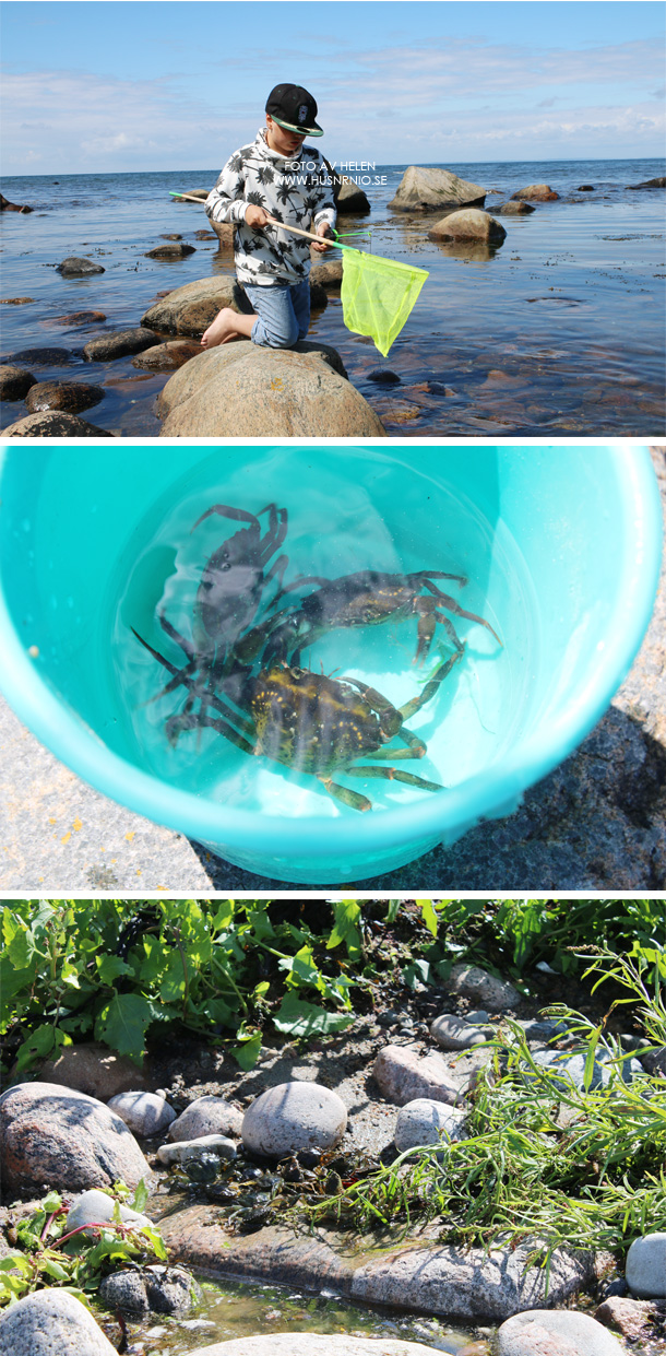 Krabbfiske20161